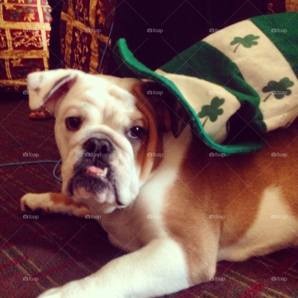 St. Party's Day Bulldog