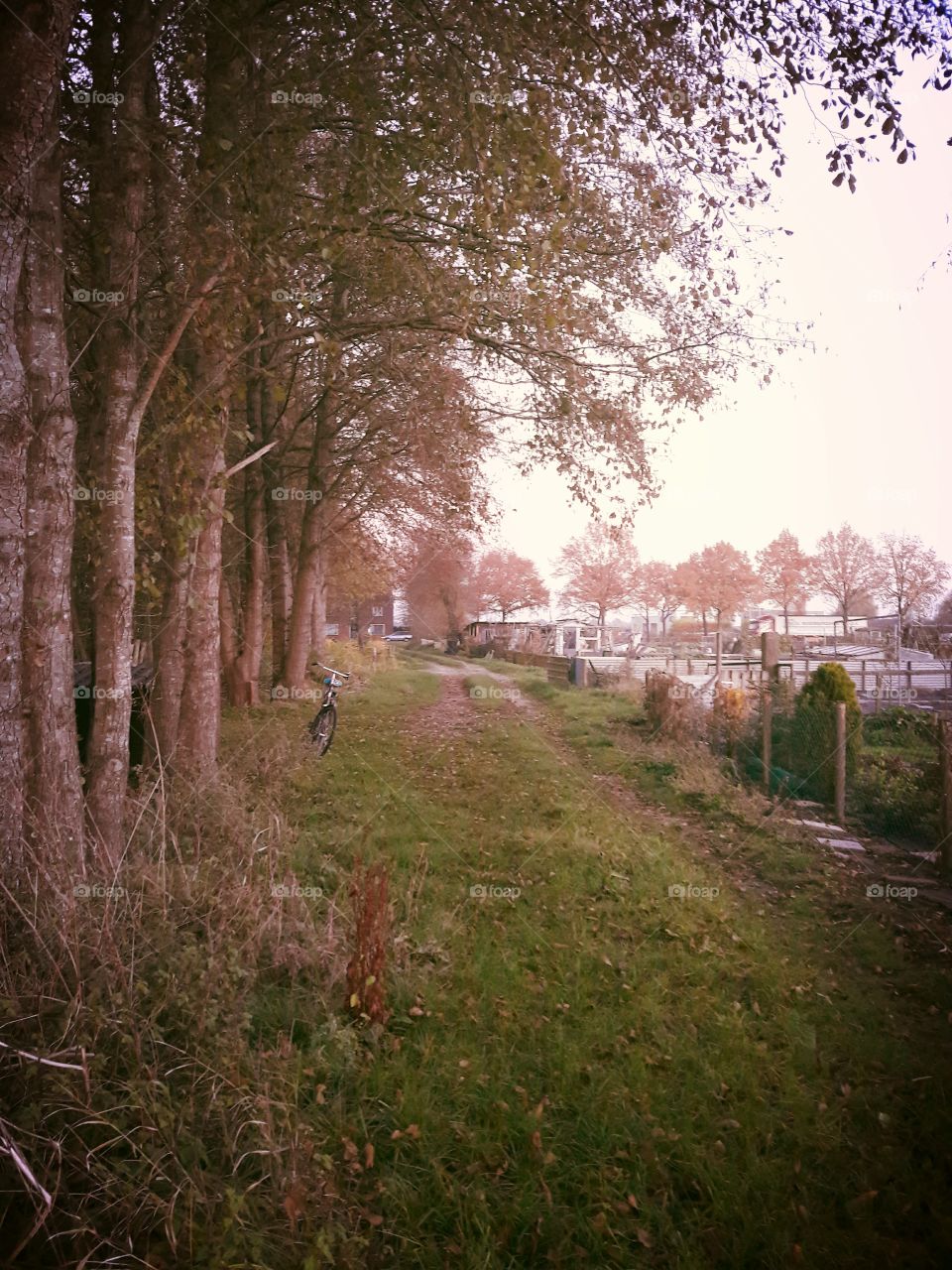walking trail trees netherlands nature