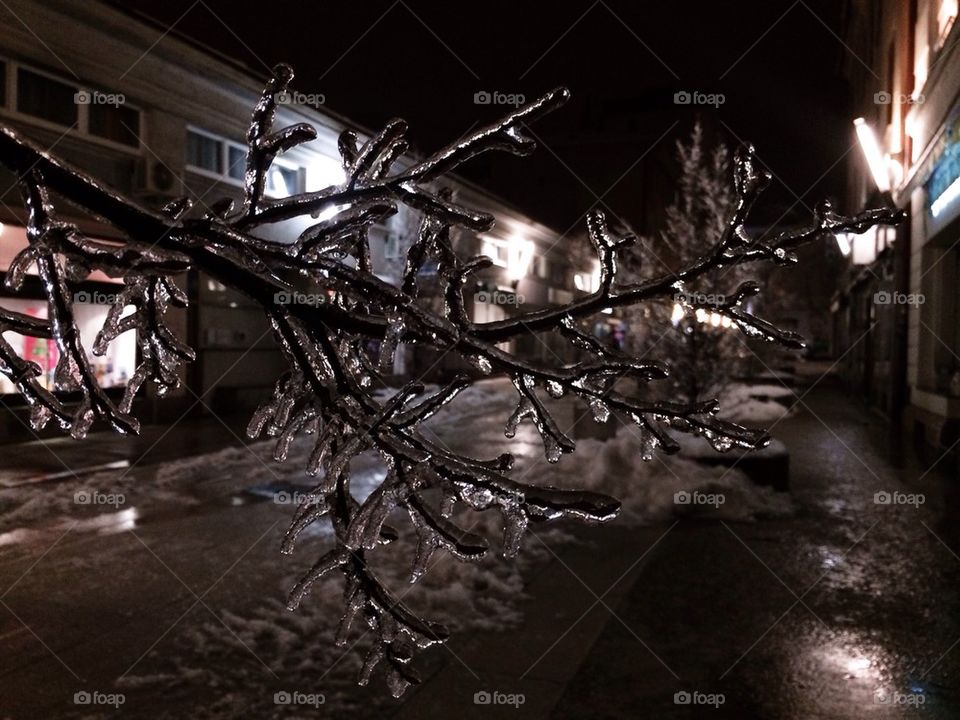 Frozen tree at night