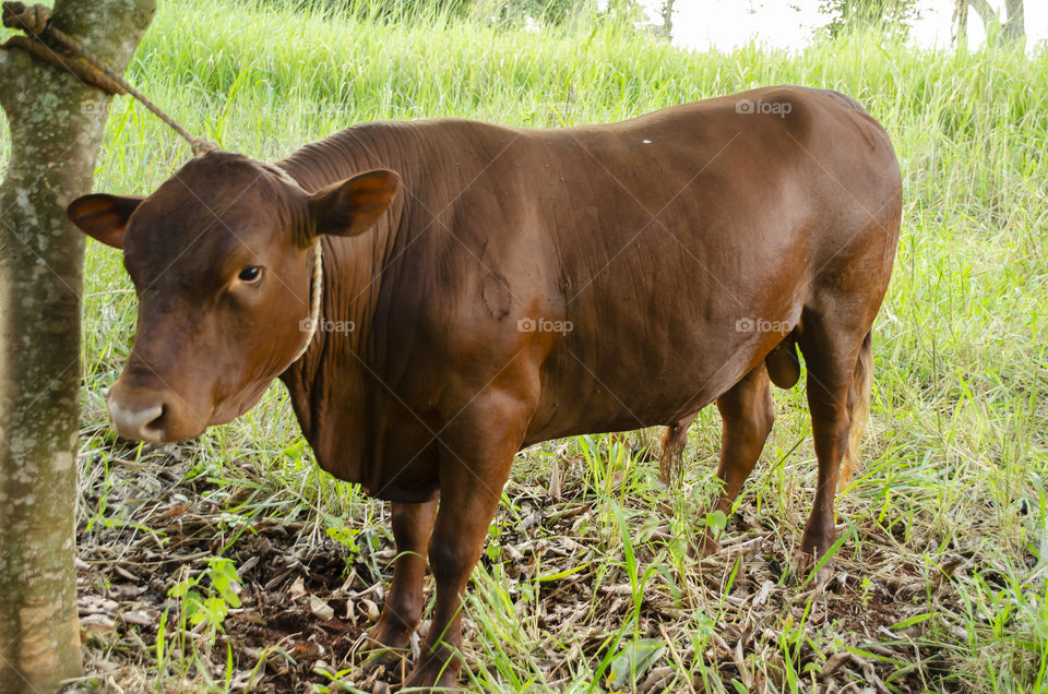 Rope Restrained Red Poll Cattle