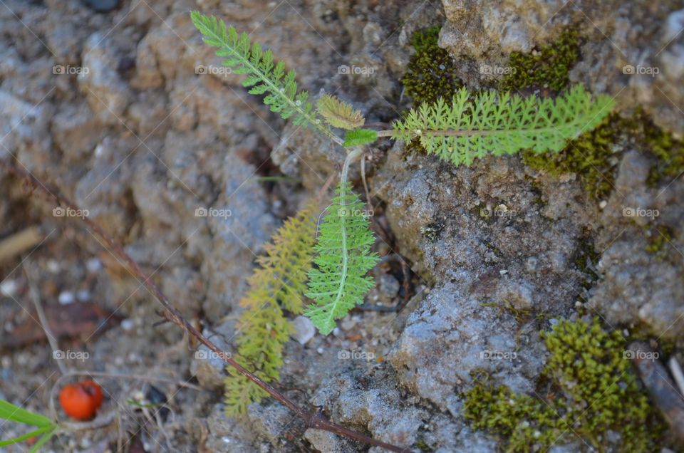 smaller plant