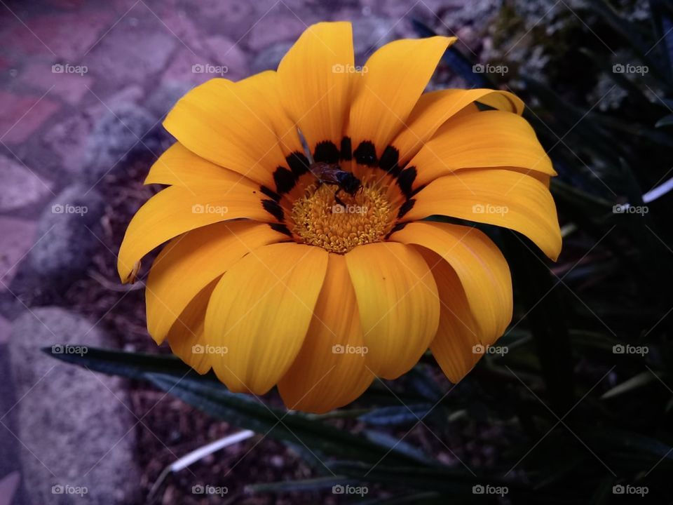 Beautiful Orange flower