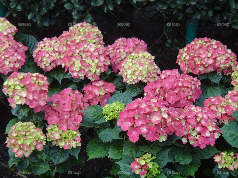 hydrangea blooming