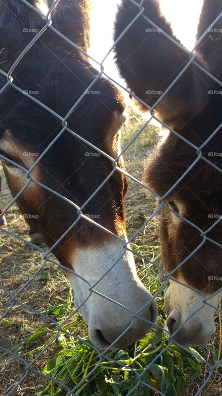 Mammal, Cattle, Fence, No Person, Livestock