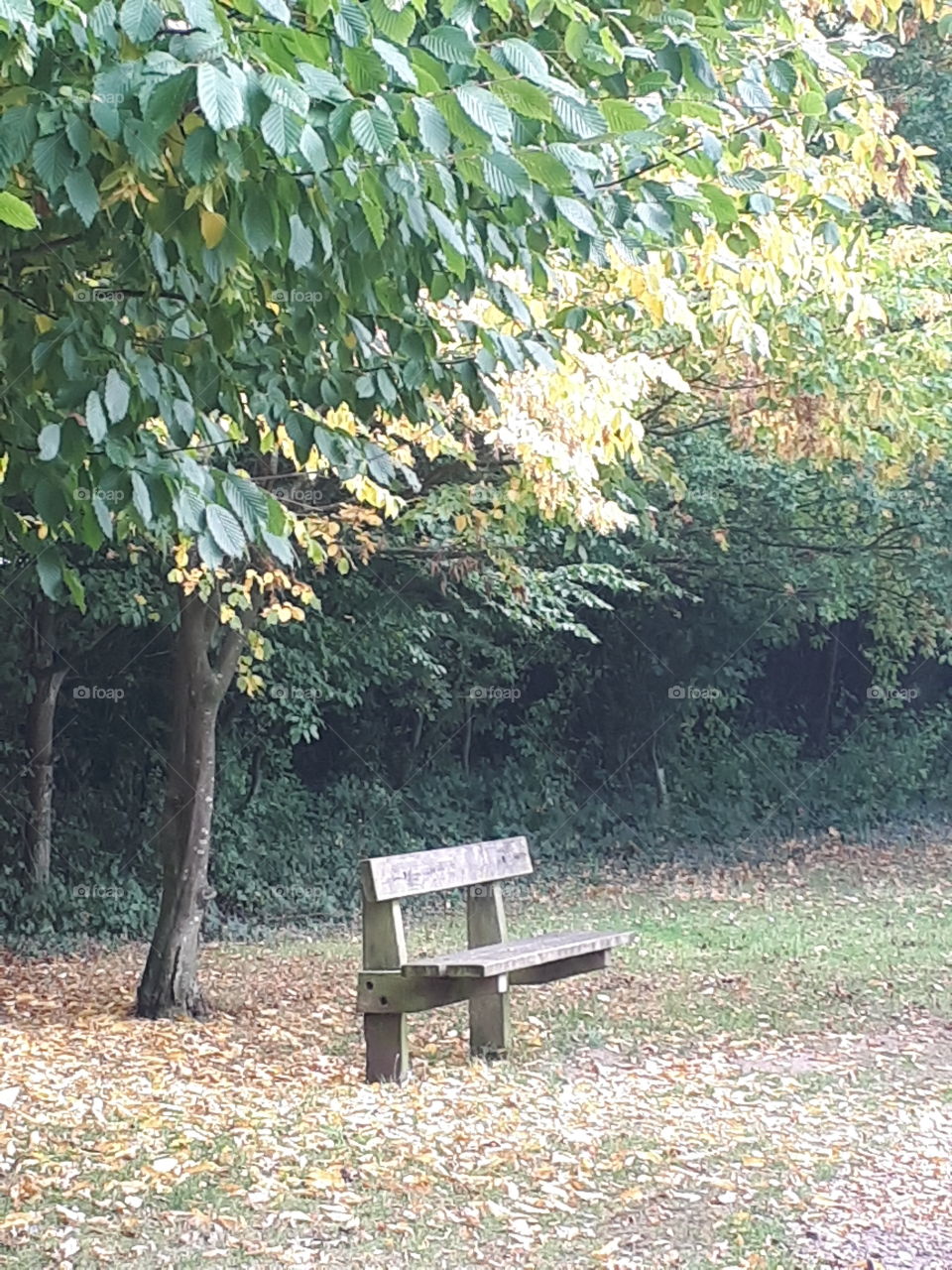 Bench Under A Tree