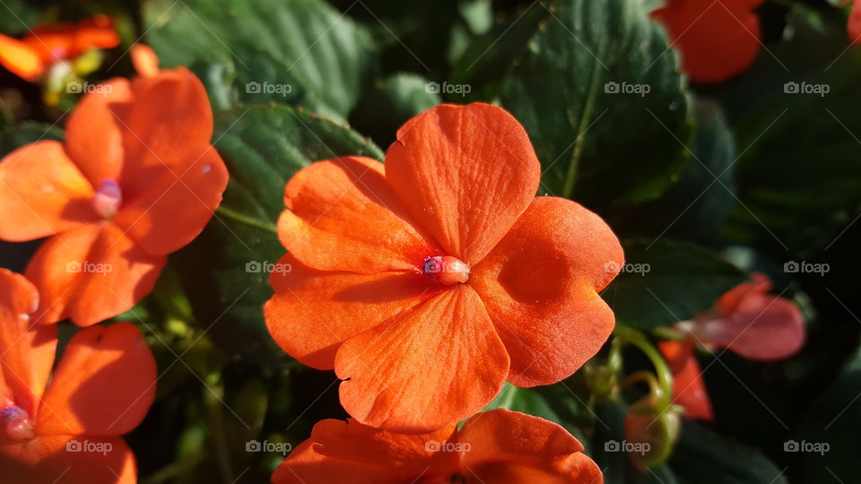 Orange Petals blooming on plant
