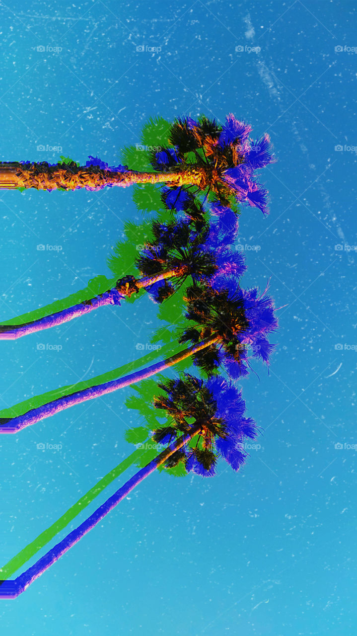 Palm Paradise Collection