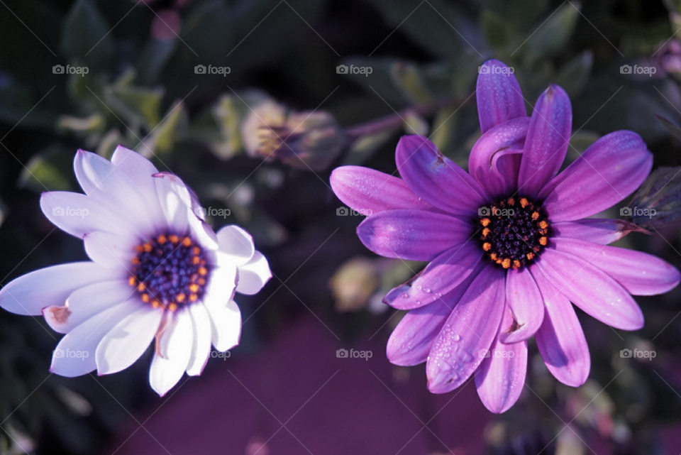 China Aster
spring 
California