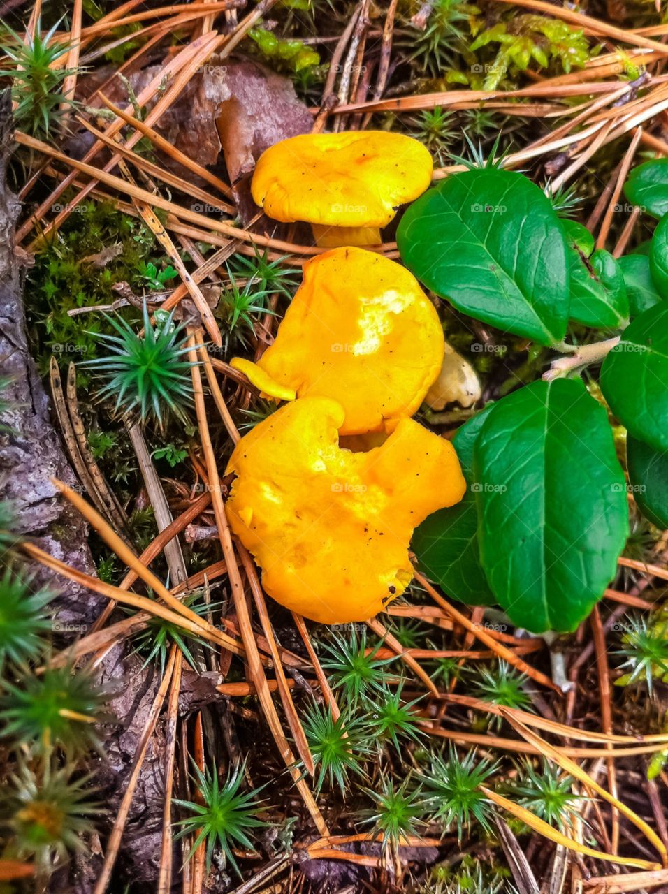 Golden chanterelles. Small golden chanterelles growing in the forest in summer.