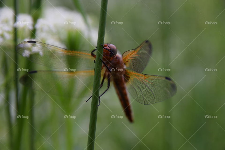 Libelle am Grashalm
