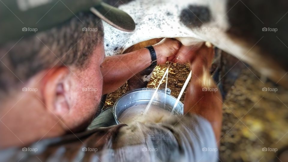 Homem trando leite de vacas no curral.