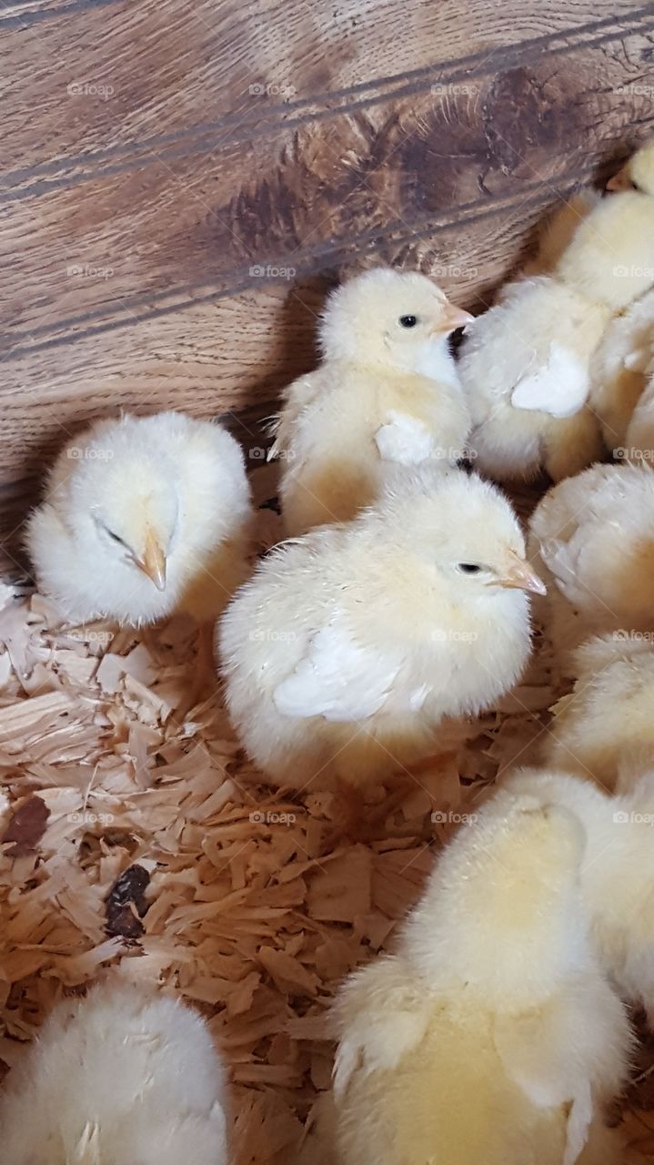 baby chickens