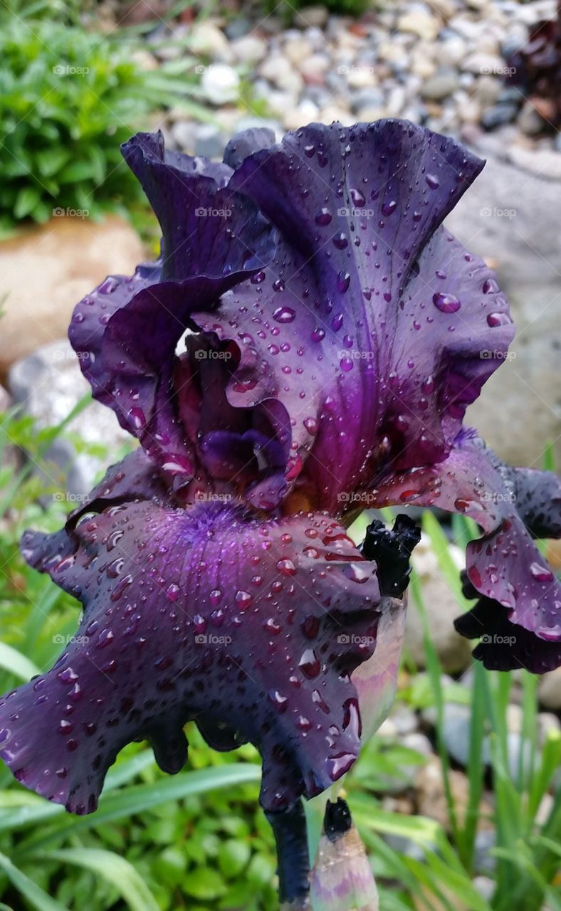 Spring Iris after Rain