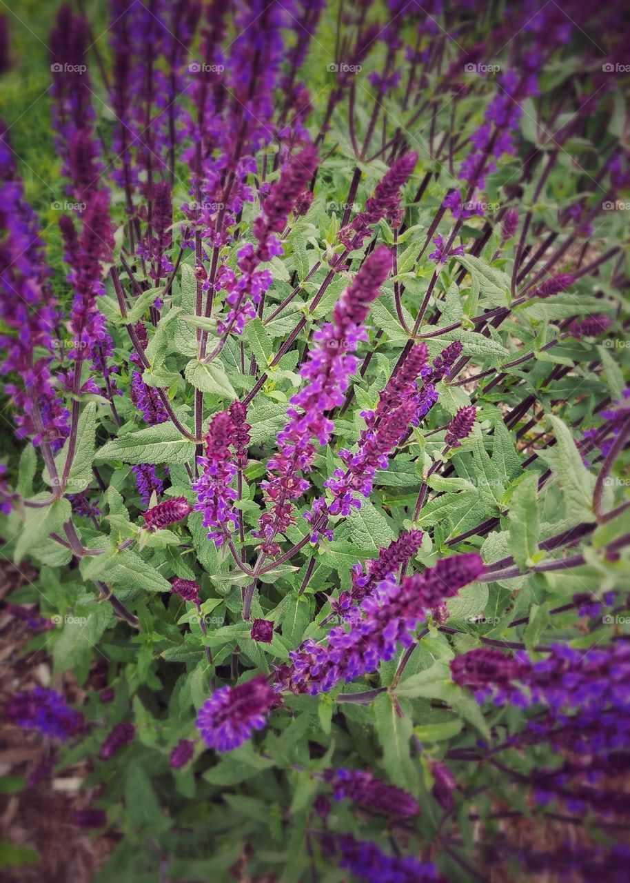 Purple Spires