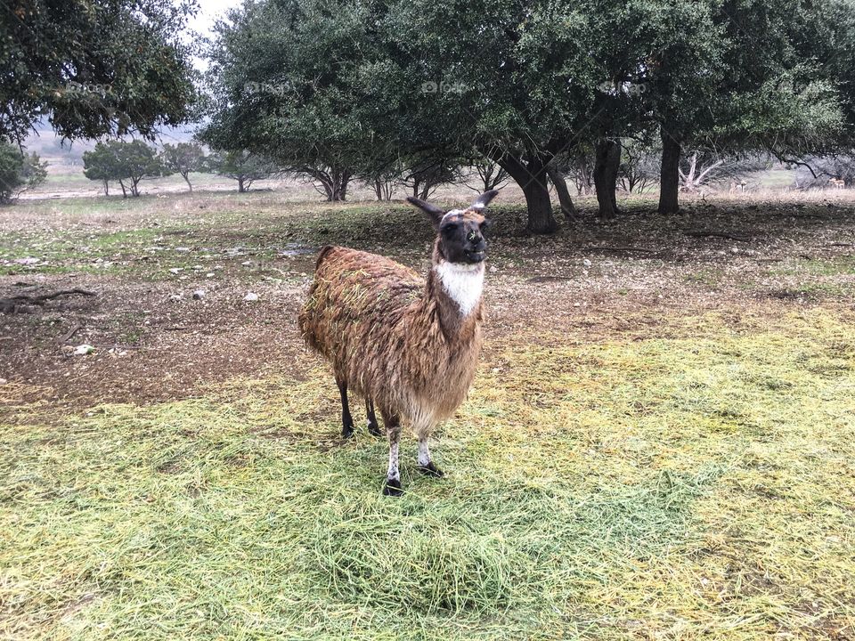 Llama