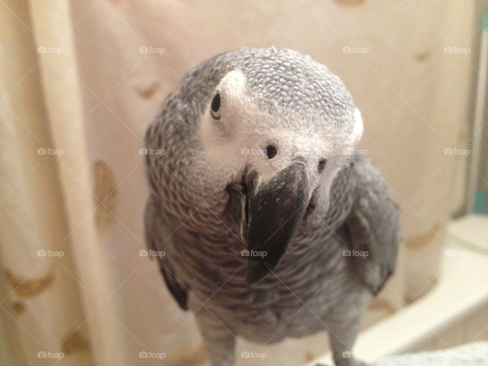 Tropical African grey parrot