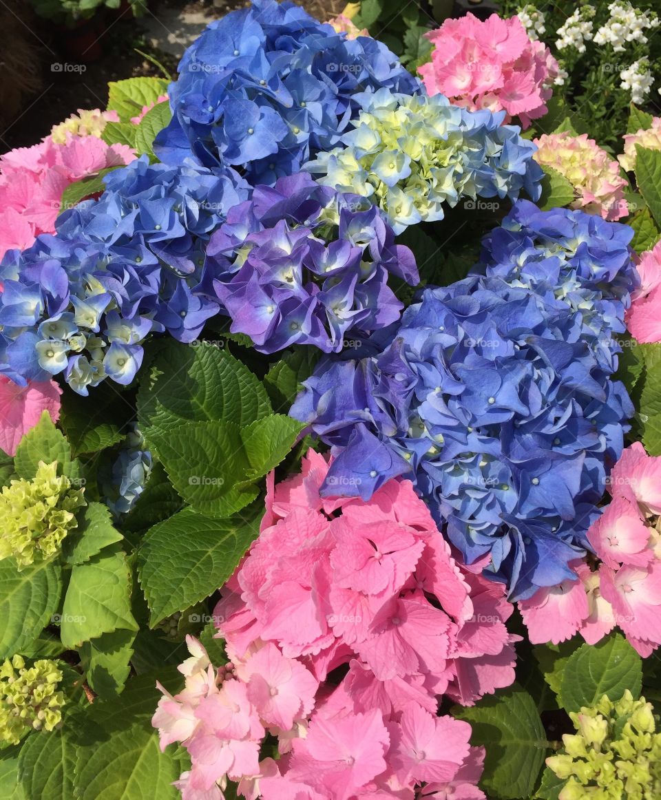 Overhead view of hydrangea flowers