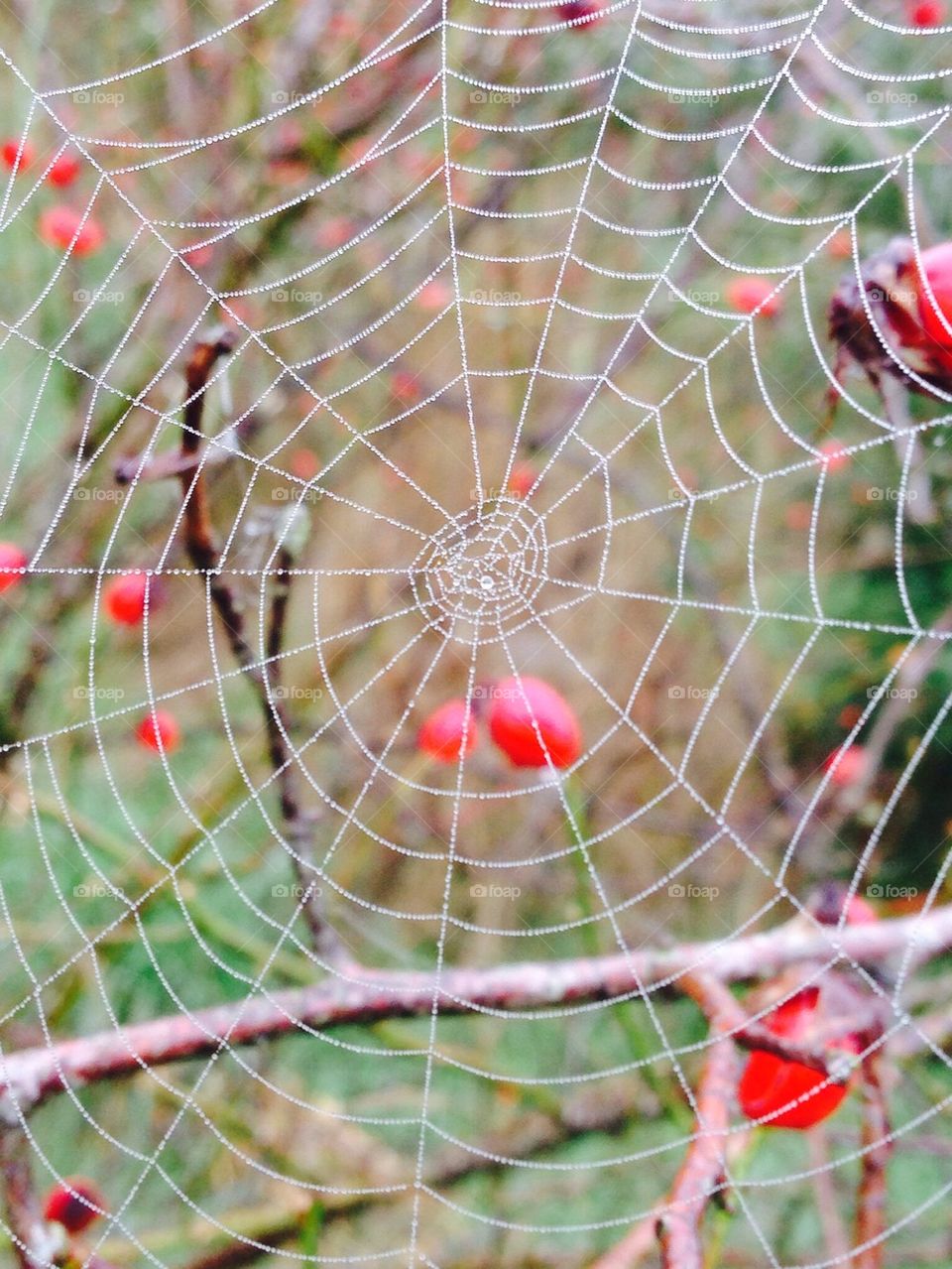 Autumn web