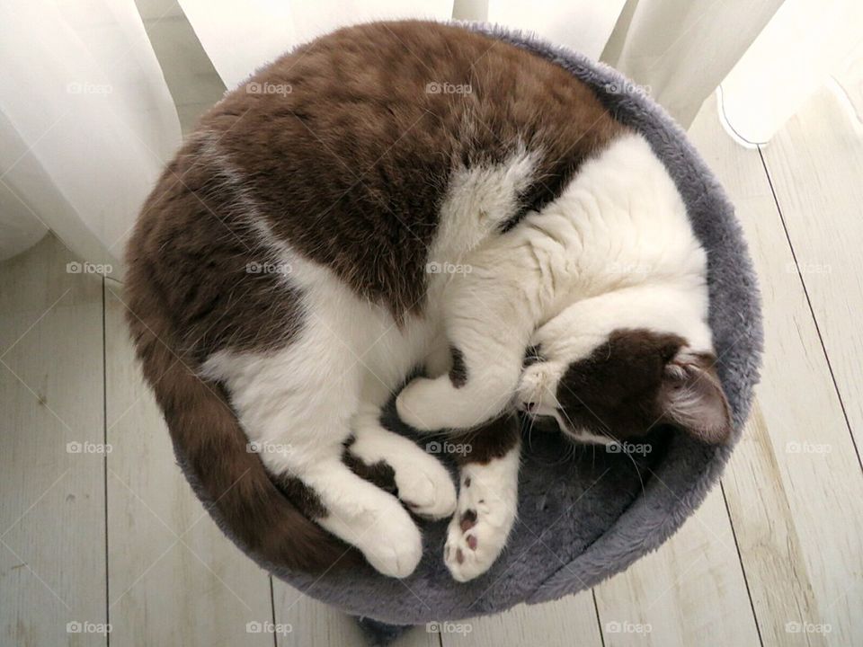 Cat sleeping 