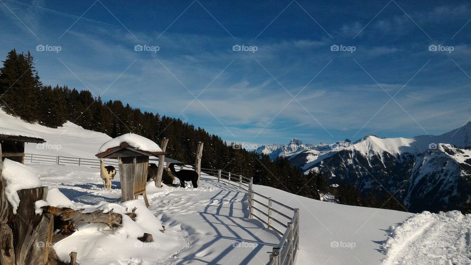Snow, Winter, Cold, Resort, Mountain