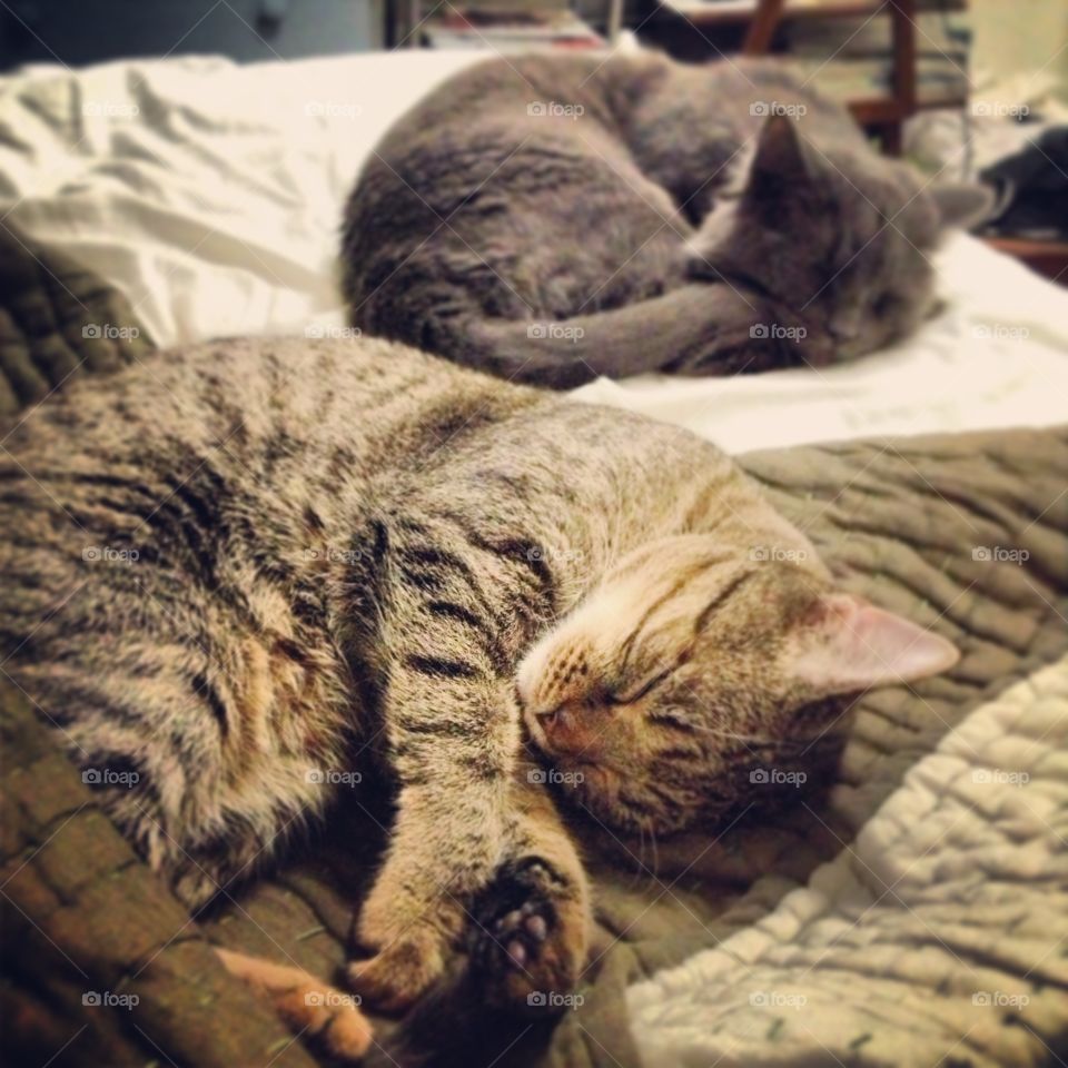 Napping cats