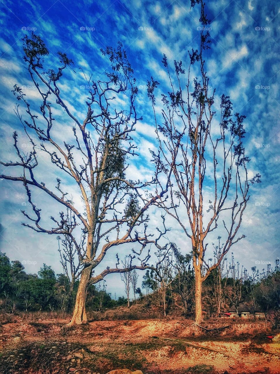 Tree an sky