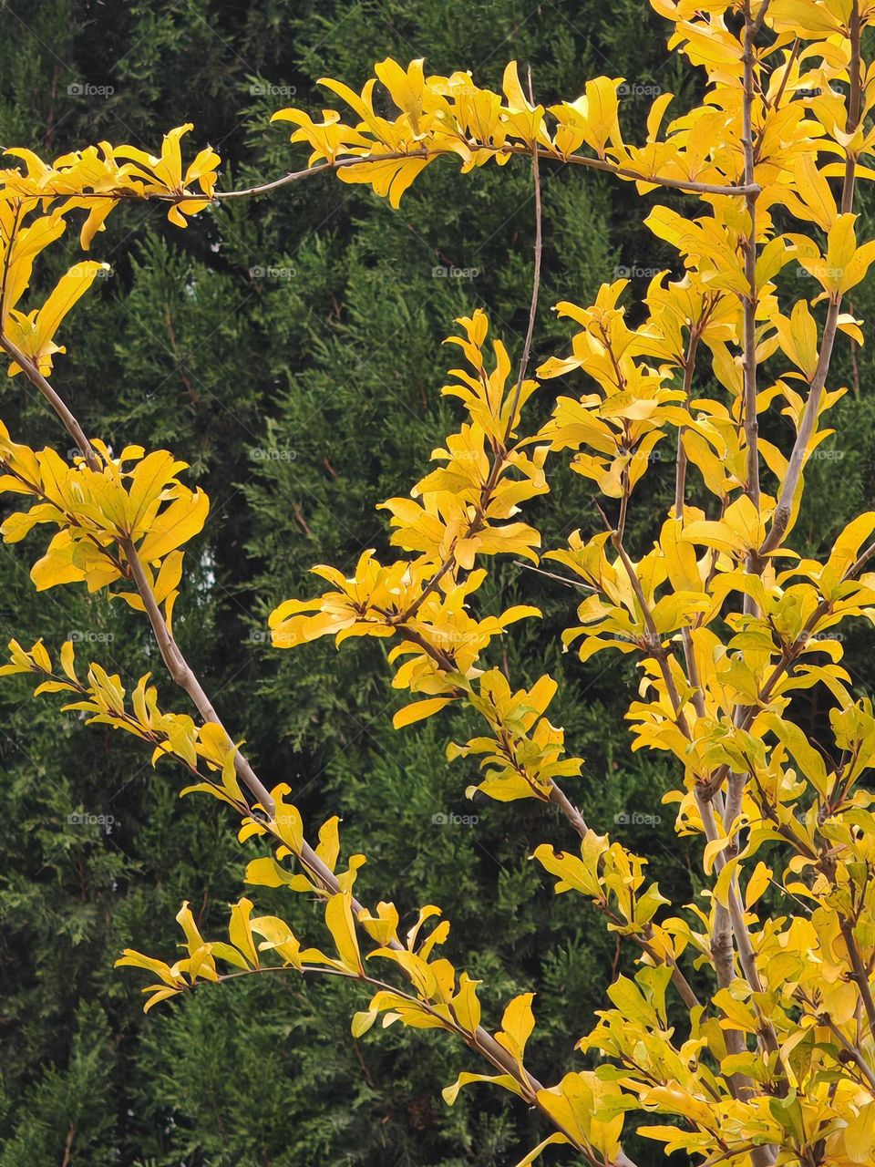 The most attractive feature of this photo is its golden color, set against a green tree background and shining even more beautifully in the sunlight.This photo was taken in China and is intended for commercial use.