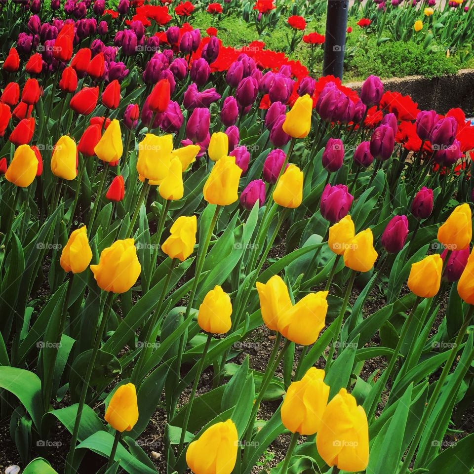 Tulip flowers blooming in garden