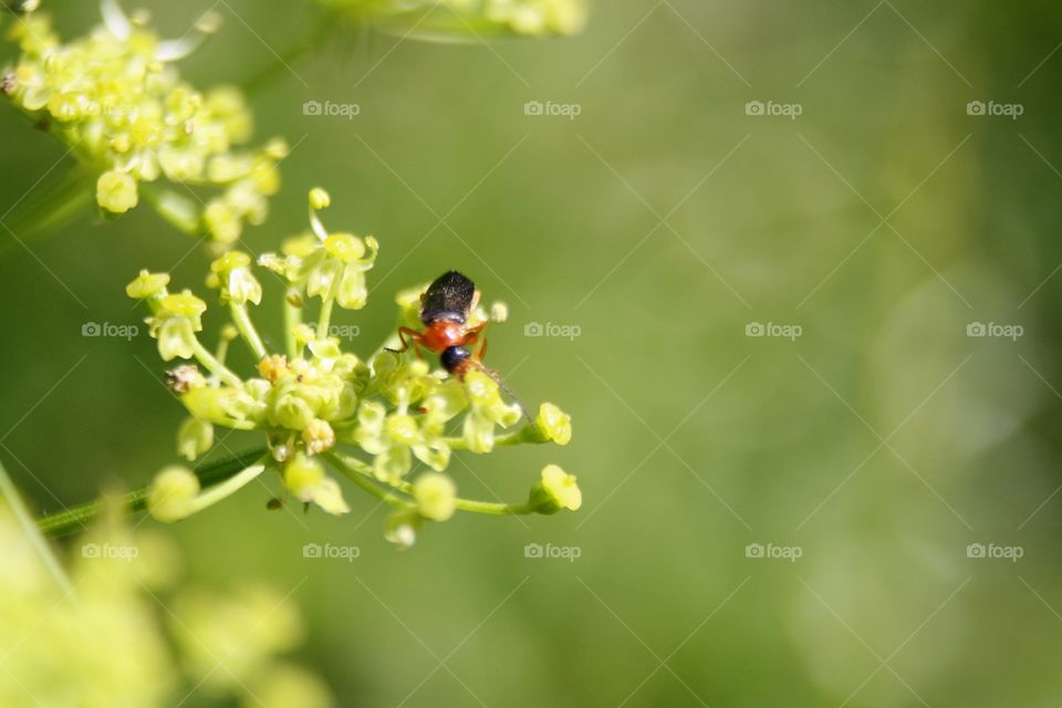 Beetle on plants