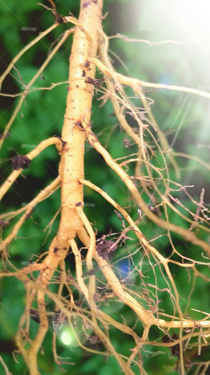 Root Flare