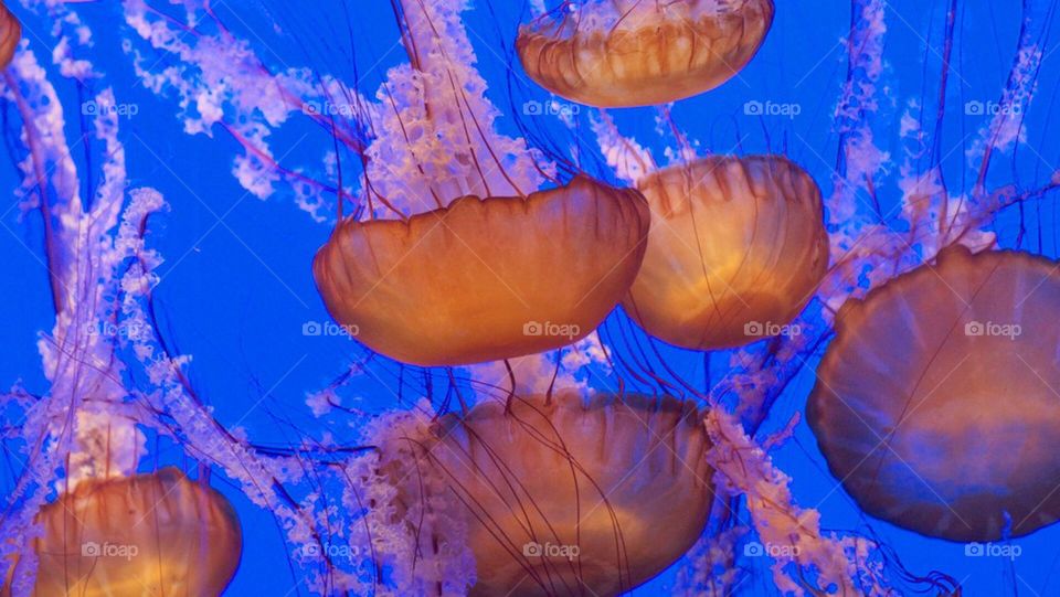 Close up of jelly fish