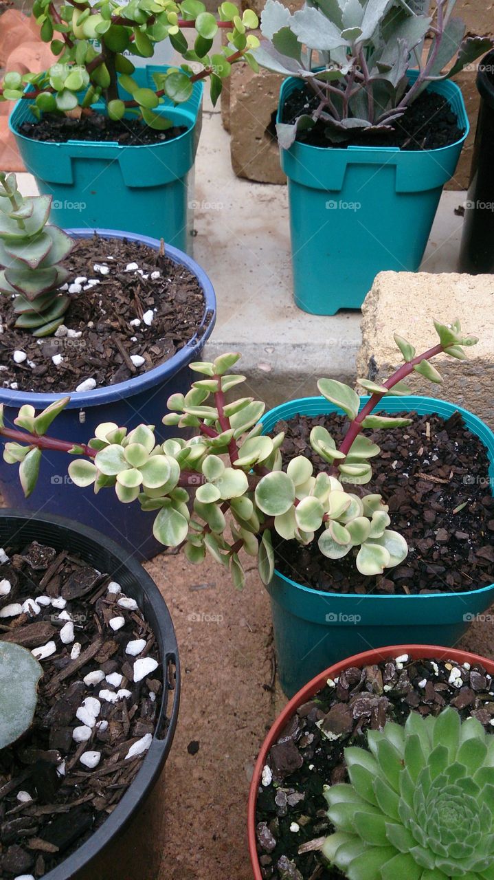 A Collection of Pot Plants