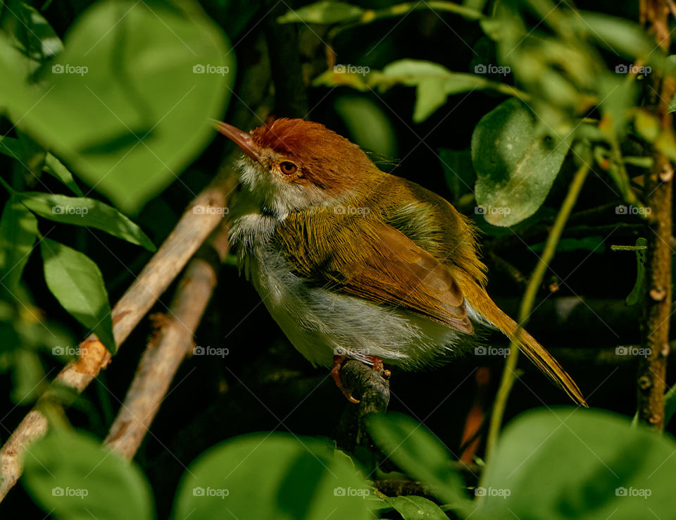 Bird photography  - common  tailor bird