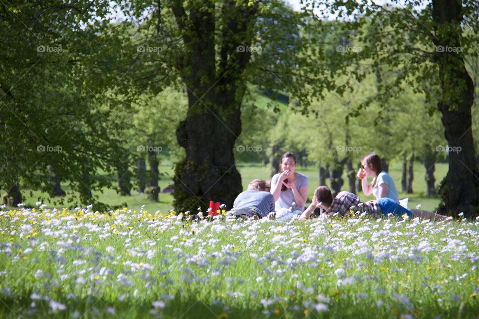 Picnic . Picnic 