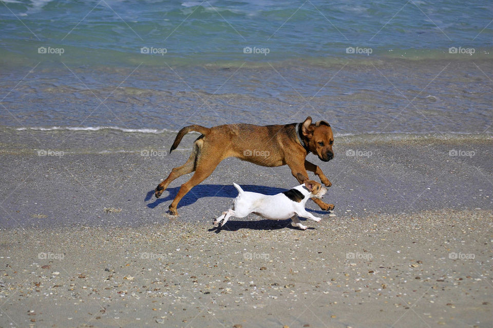 play dogs water lake by focused