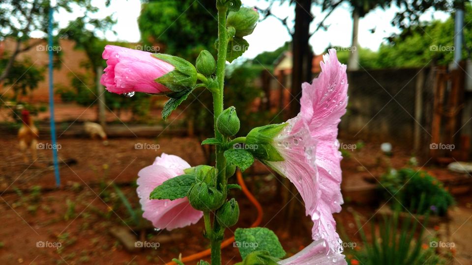 Mais uma vez as flores de cores rosadas suaves, lindas com pétalas que enfeitam qualquer ambiente.