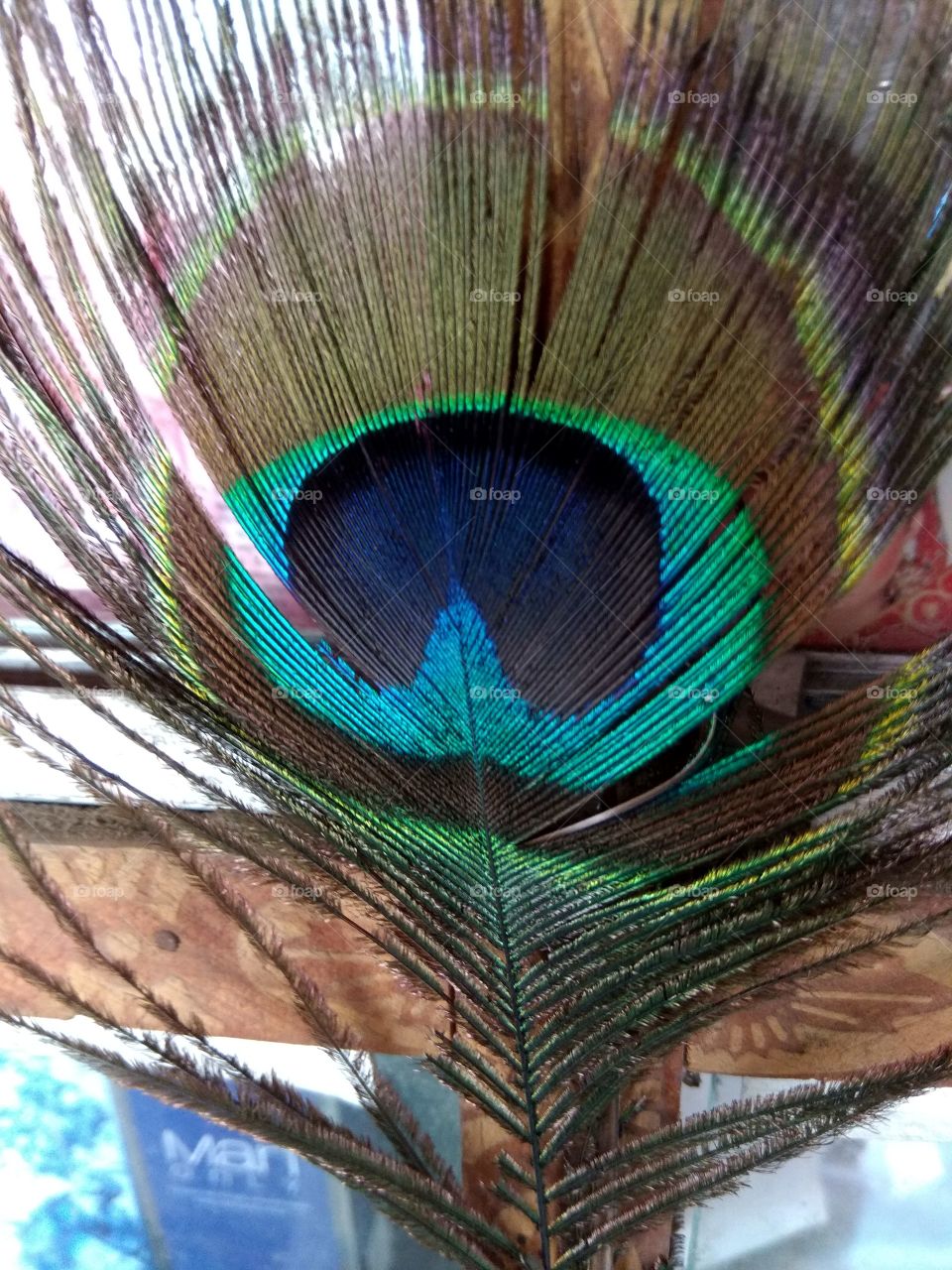 Feather Beuty