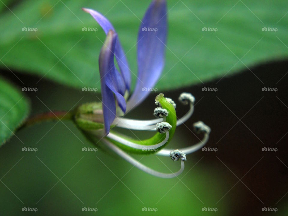 purple and green. macroshot of a little wild flower