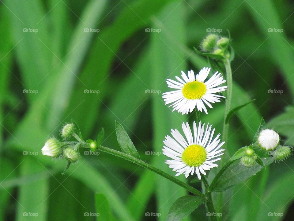 White chamomile on a green background