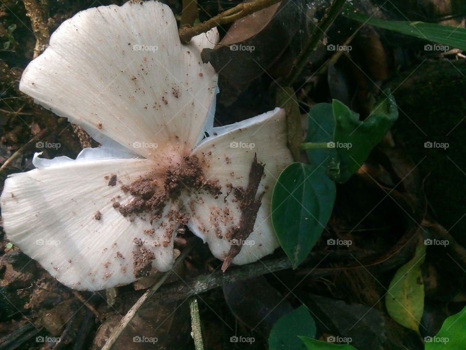 Nature, Leaf, No Person, Wood, Fall