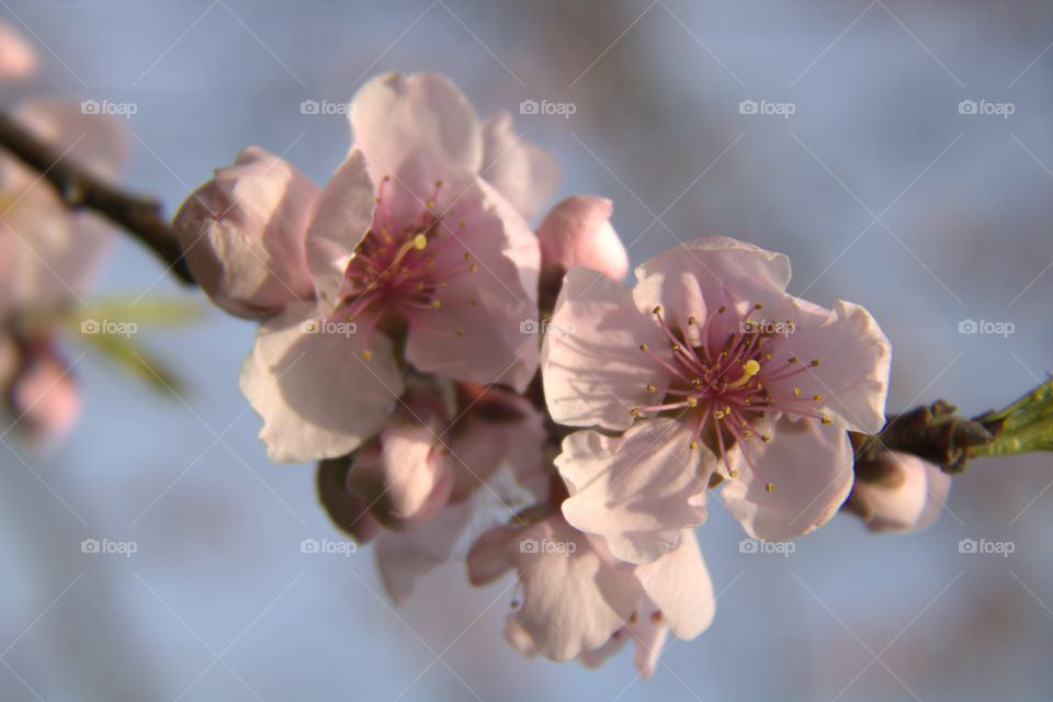 Pink Blossoms of a Peach Tree Blooming in the Spring