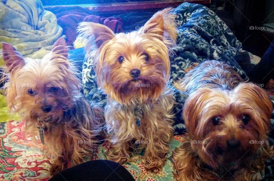 Three Little Yorkies.