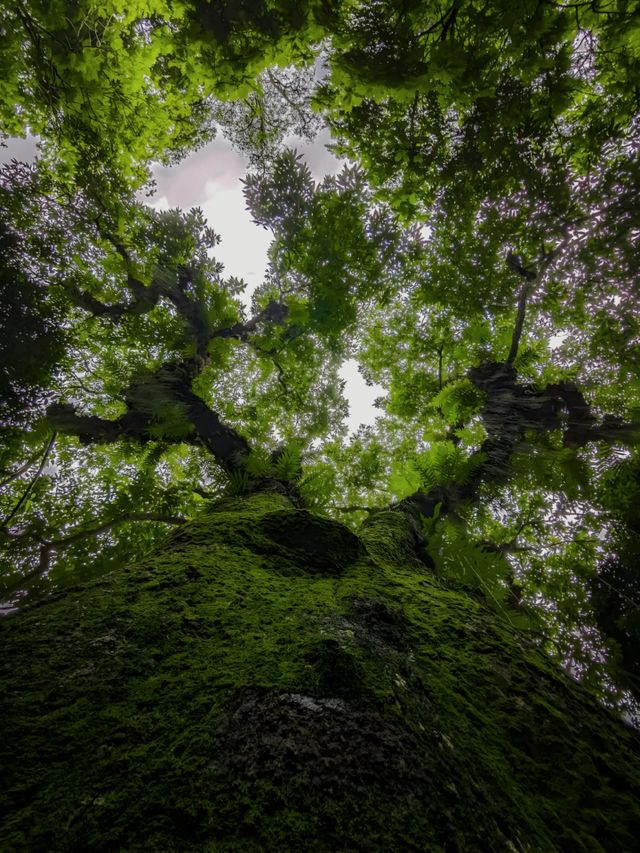 greeny tree