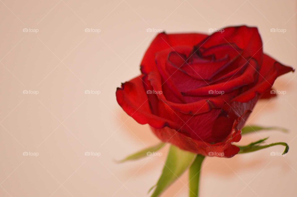 beautiful rose