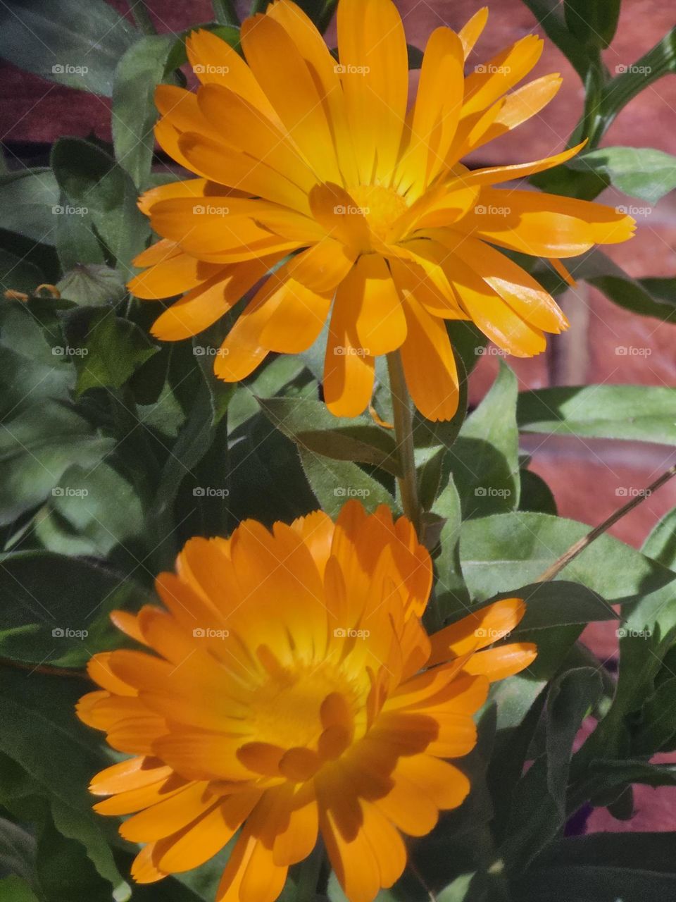 Delicate, yellow, winter flowers seem like a ray of sunshine on a chilly winter day