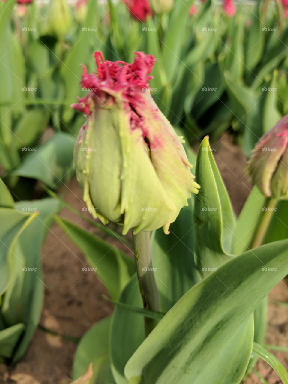 blooming tulip