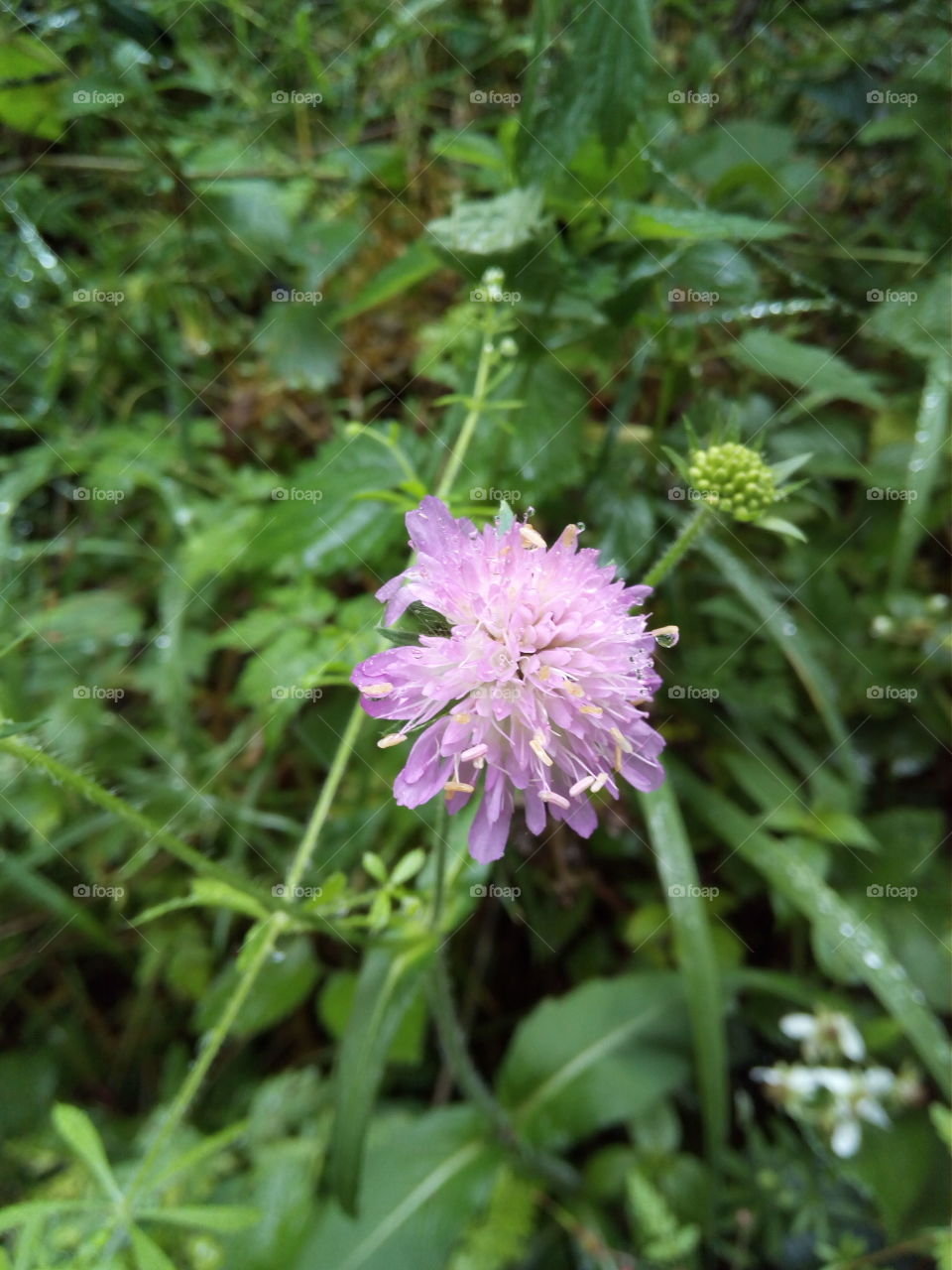 Schwarzwald in Bad Wildbad