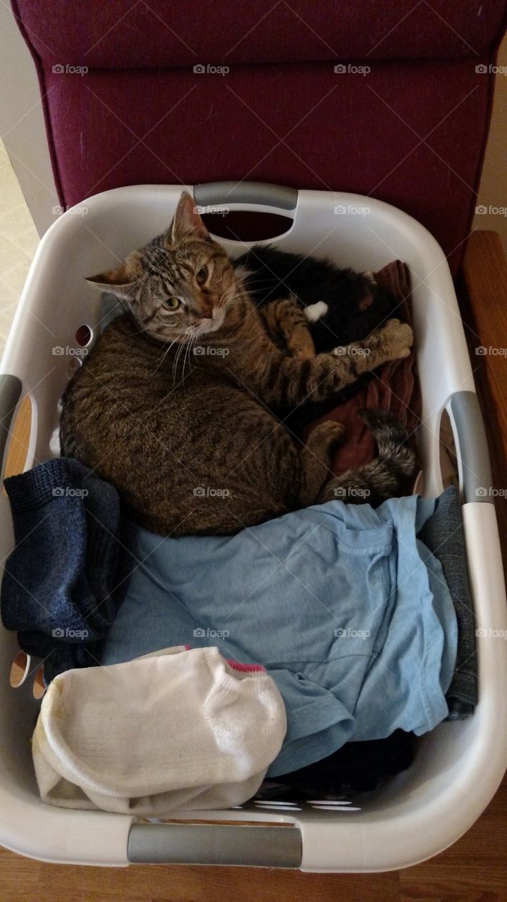I am folded laundry