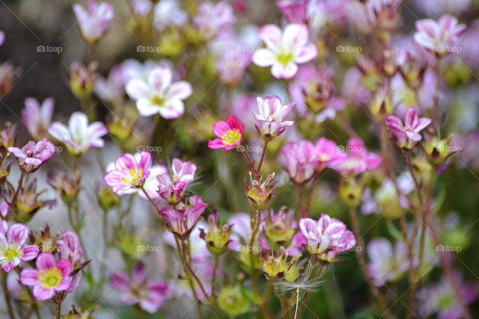 Elevated view of pink flowers