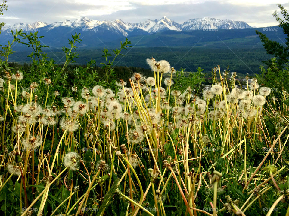 Dandelion field at banff